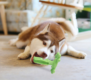 Dog Molar Teeth Toy