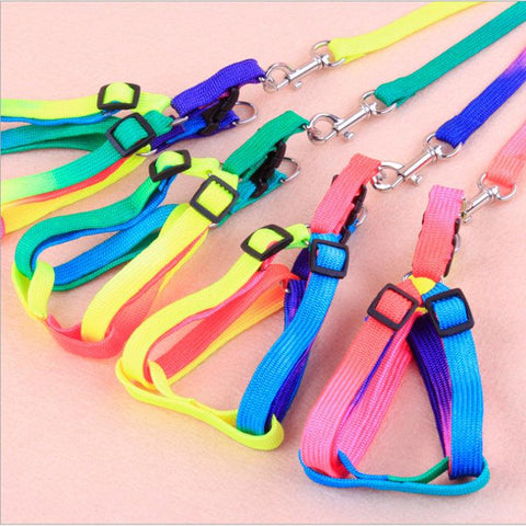Leashes colorful leashes Daring Pet