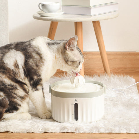 Cat Water Dispenser